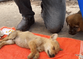 C0110014 Rescue two puppies_part2