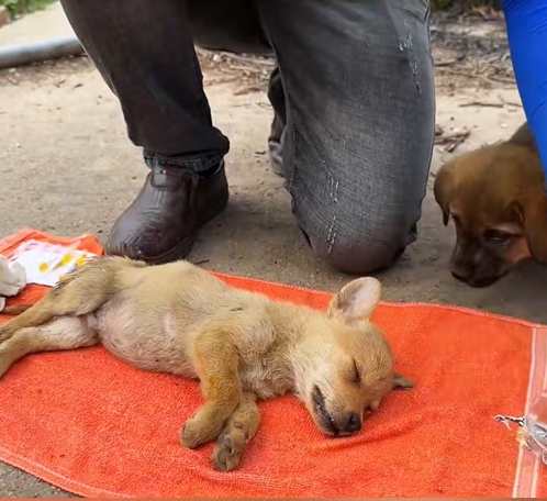 C0110014 Rescue two puppies_part2