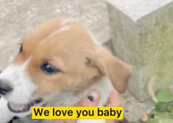 C1010003_We answered call an abandoned puppy in yard had no food_part2