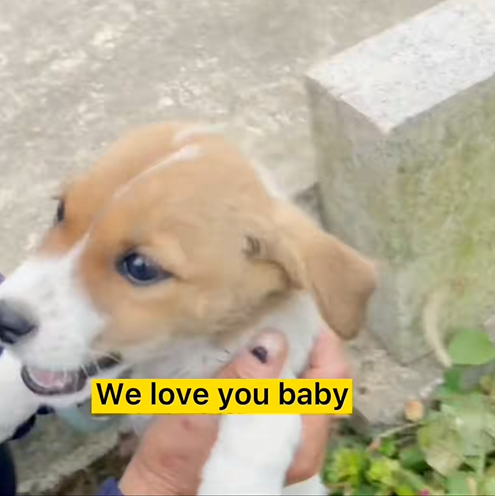 C1010003_We answered call an abandoned puppy in yard had no food_part2