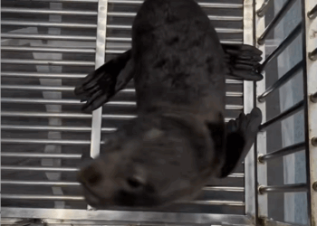 C1010004_Poor sea lion_part2