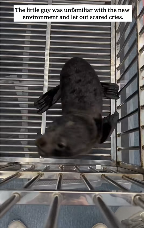 C1010004_Poor sea lion_part2