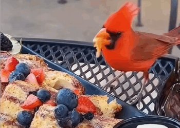 C1010005_My grandfather rescued an angry little bird then_part2