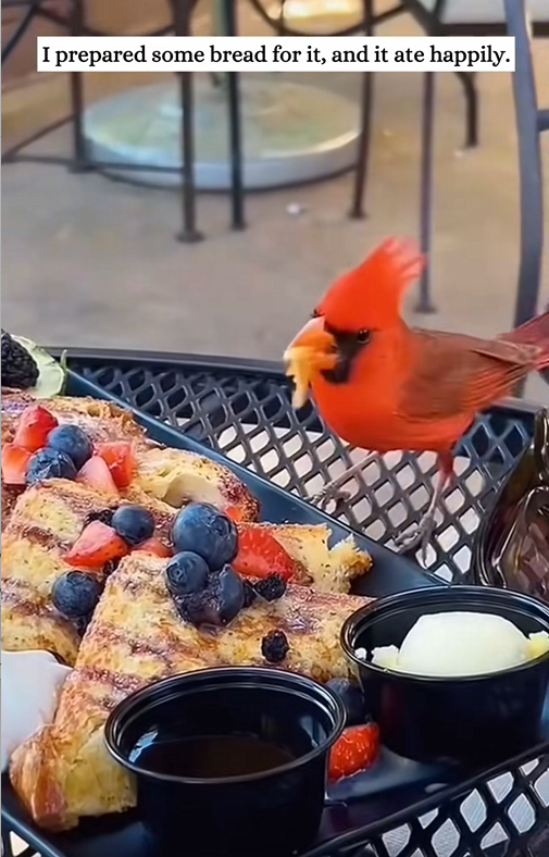 C1010005_My grandfather rescued an angry little bird then_part2