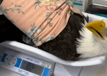 C1010006_rescued bald eagle flood then_part2