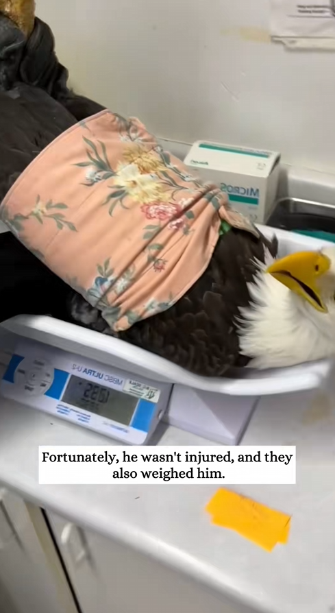 C1010006_rescued bald eagle flood then_part2