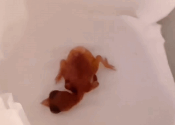 C1010007_Bird left me her egg Now time bird mom still not sure_part2