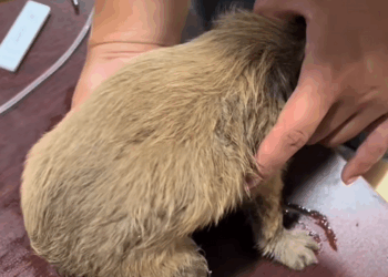 C1010008_sick abandoned puppy was rescued taken to vet#fyp #rescue_part2