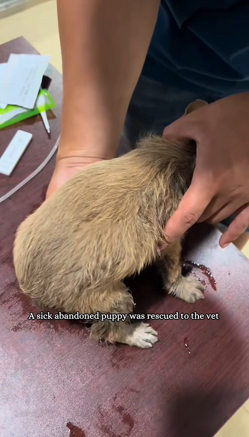 C1010008_sick abandoned puppy was rescued taken to vet#fyp #rescue_part2