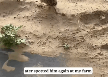 C1010009_Rescued wet ball of spikes now he Runs Place_part2