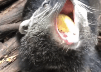 C1010010_Who needs guard dog when you have binturong My rescued binturong_part2