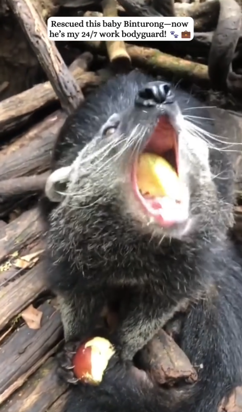 C1010010_Who needs guard dog when you have binturong My rescued binturong_part2