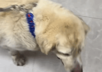 C1010011_Heatstroke rescue Escape artist Happy ending! Eve…_part2