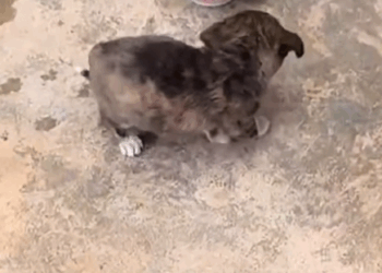 C1010012_Dog tax paid in fish rescue luck is REAL When stray pup picks YOU,…_part2