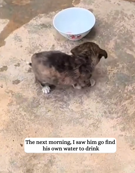 C1010012_Dog tax paid in fish rescue luck is REAL When stray pup picks YOU,…_part2