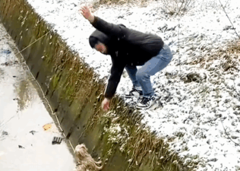 C0110015 Rescuing an abandoned dog in snow rain_part2