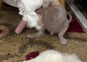 C1010013_My Rescue Puppy is Destroyer (But Still Love Him)#fyp #rescue #pu…_part2