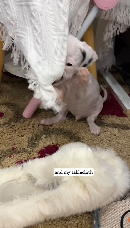C1010013_My Rescue Puppy is Destroyer (But Still Love Him)#fyp #rescue #pu…_part2