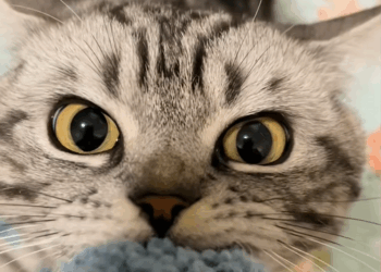 C1010015_saved little cat was stuck in floor tilels_part2