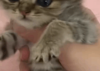 C1010016_found frozen kitten had been abandoned by its mother cat,so_part2