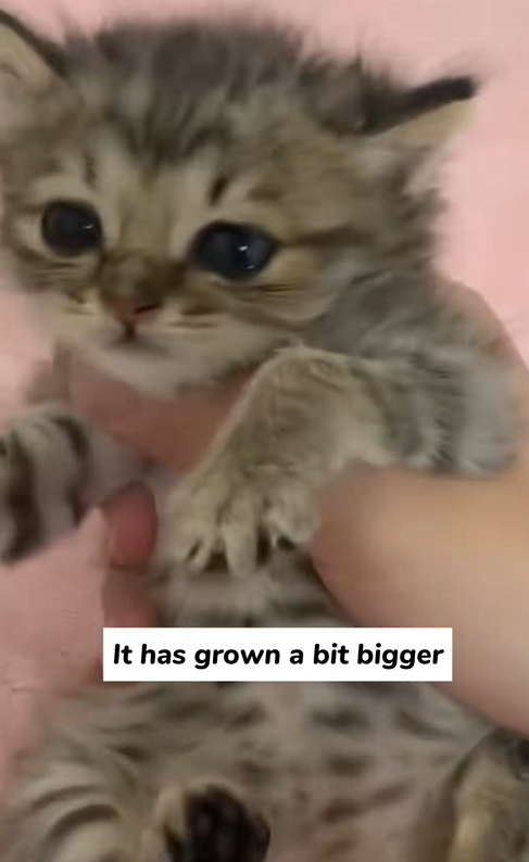 C1010016_found frozen kitten had been abandoned by its mother cat,so_part2