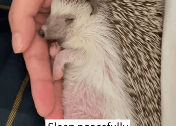 C1010017_During outing, rescued little hedgehog was caught in the…_part2