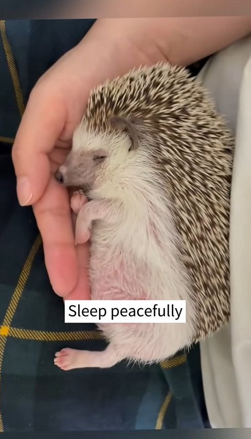 C1010017_During outing, rescued little hedgehog was caught in the…_part2