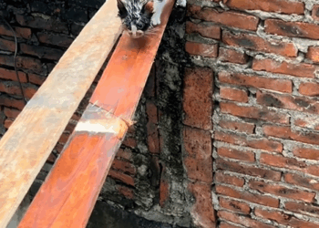 C1010018_Rescue kitten in rain then_part2