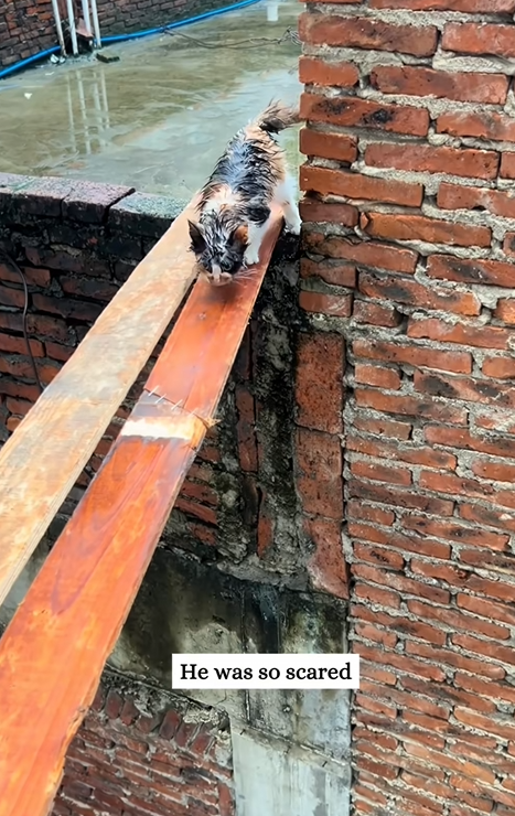 C1010018_Rescue kitten in rain then_part2