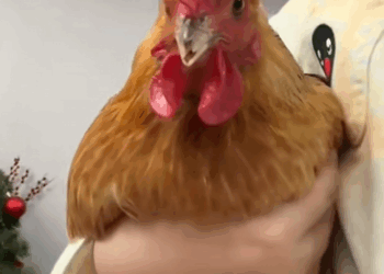 C1010019_rescued drowning chicken she laid an egg me next day_part2