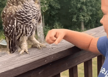 C1010020_Rescue drowning owl then #rescue #fyp #animals #owl_part2