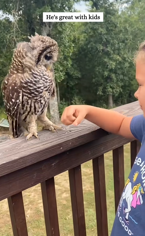 C1010020_Rescue drowning owl then #rescue #fyp #animals #owl_part2