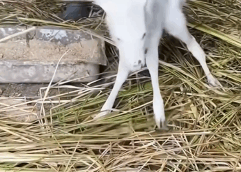 C1010021_Perhaps because deer was different, it was driven away by her…_part2