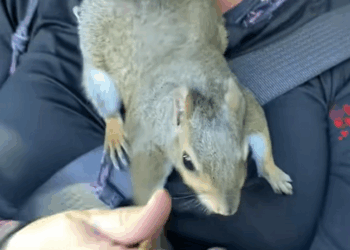 C1010022_kind girl saved squirrel heatstroke took care of her l…_part2