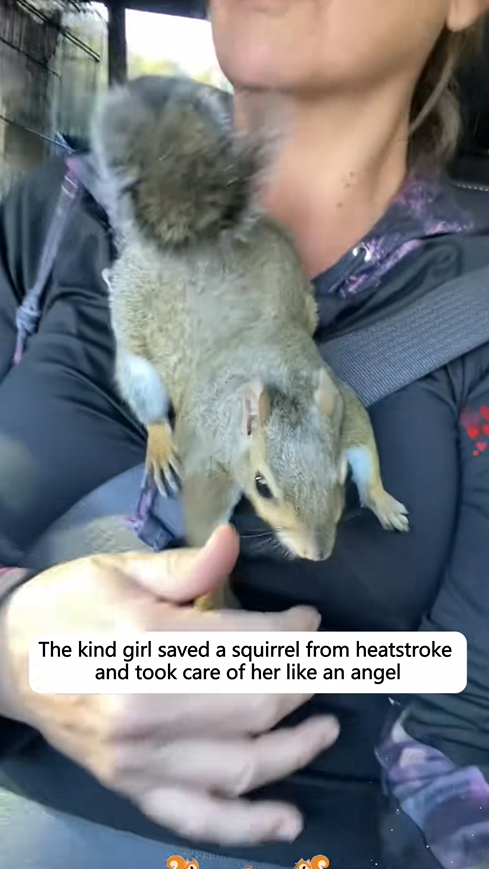 C1010022_kind girl saved squirrel heatstroke took care of her l…_part2