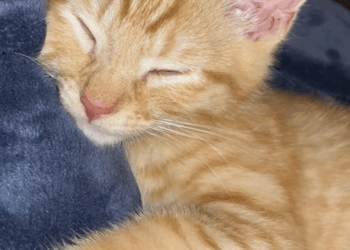 C0210001_rescued kitten by roadside then #animal #rescue #kitten_part2