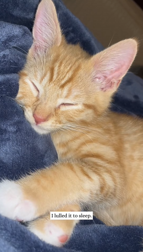 C0210001_rescued kitten by roadside then #animal #rescue #kitten_part2