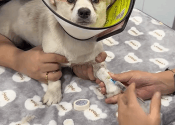 C1010023_Rescue puppy injured by crossbow arrow #rescue #dog #dogsoftiktok…_part2