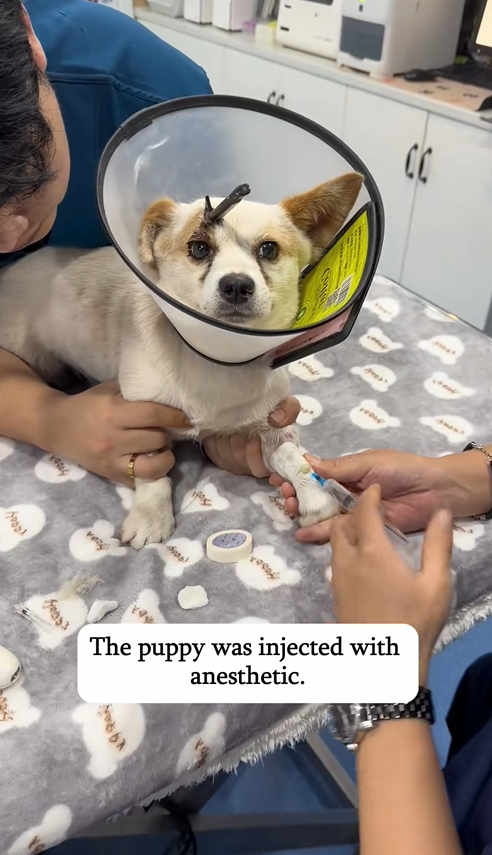 C1010023_Rescue puppy injured by crossbow arrow #rescue #dog #dogsoftiktok…_part2