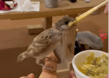 C1010025_save newborn bird,and now she has become me friend_part2