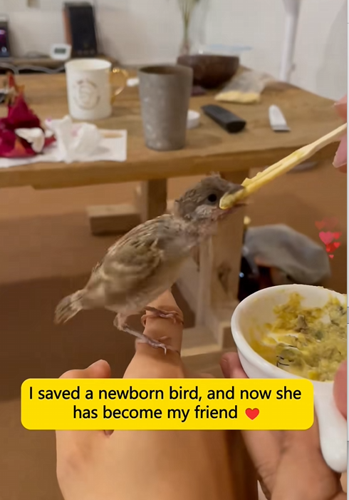 C1010025_save newborn bird,and now she has become me friend_part2