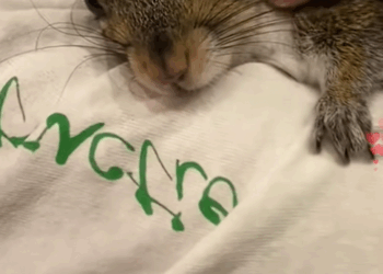 C1010026_poor little squirrel has become different due to good fortune and…_part2