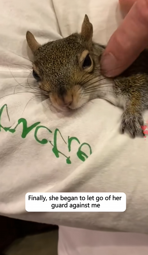 C1010026_poor little squirrel has become different due to good fortune and…_part2