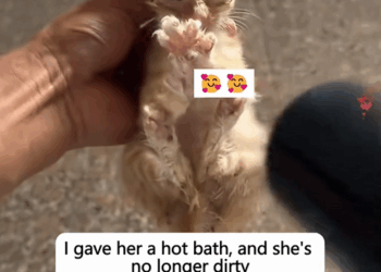 C1010027_Once little cat in imminent danger, now she has turned into golde…_part2