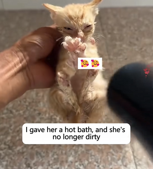 C1010027_Once little cat in imminent danger, now she has turned into golde…_part2