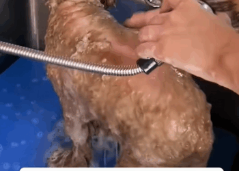 C1010028_Will you lend helping hand to dog strong desire survival…_part2