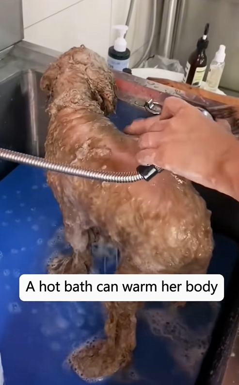 C1010028_Will you lend helping hand to dog strong desire survival…_part2
