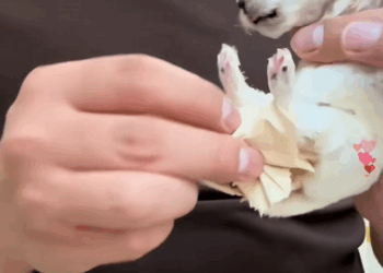 C1010029_puppy appeared on street after heavy rain. took her home_part2