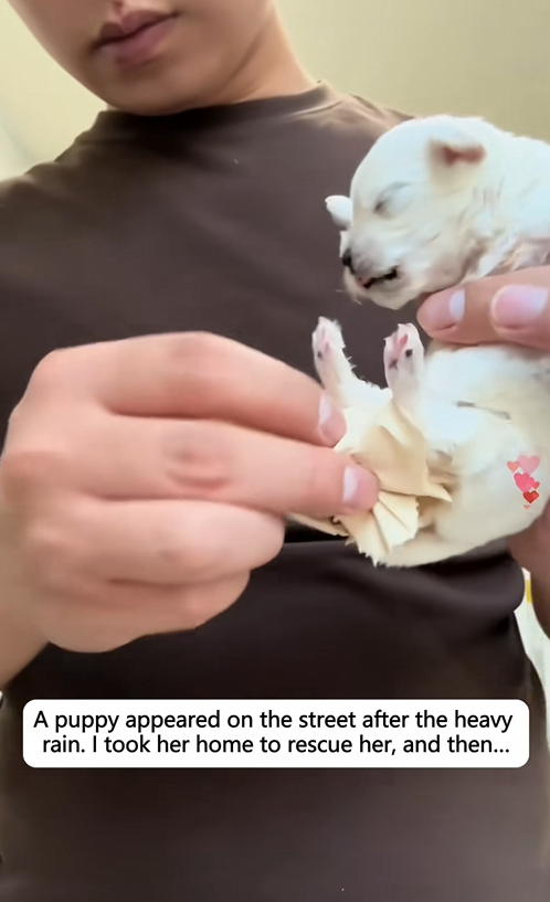 C1010029_puppy appeared on street after heavy rain. took her home_part2
