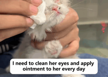 C1010030_Rescue stray cat in grass by roadside #rescue #animals #kitty…_part2